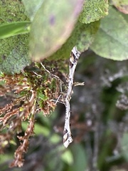 Amblyptilia punctidactyla
