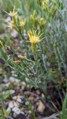 Ericameria discoidea