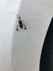 Leptoglossus zonatus