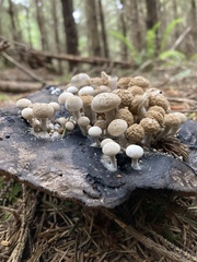 Asterophora lycoperdoides