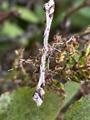 Amblyptilia punctidactyla
