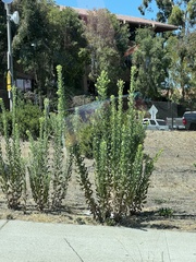 Heterotheca