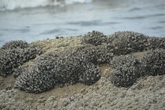 Pollicipes polymerus
