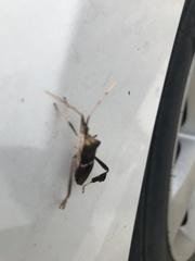 Leptoglossus zonatus