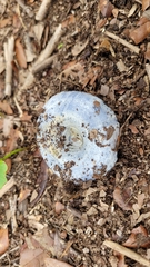 Lactarius indigo