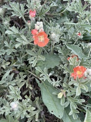 Sphaeralcea coccinea
