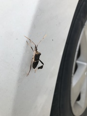 Leptoglossus zonatus