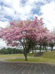 Chionanthus pubescens