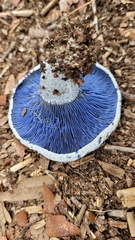 Lactarius indigo