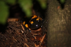 Salamandra salamandra