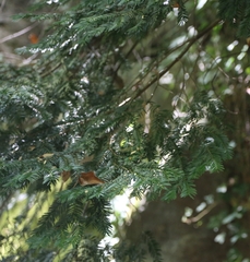 Taxus baccata