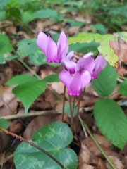 Cyclamen purpurascens