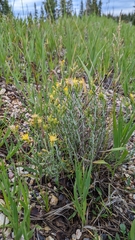 Ericameria discoidea