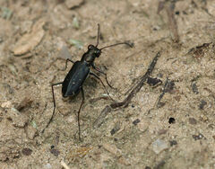 Cicindela punctulata