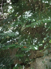 Taxus baccata
