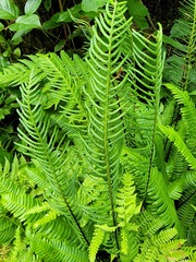 Struthiopteris spicant