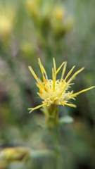Ericameria discoidea
