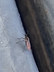 Sciaroidea