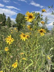 Helianthus maximiliani