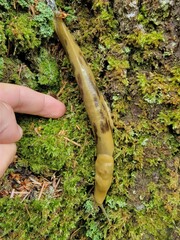 Ariolimax columbianus