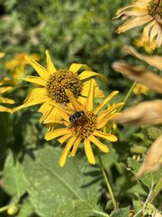 Anthidium oblongatum
