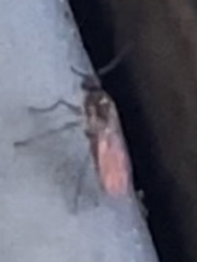 Sciaroidea