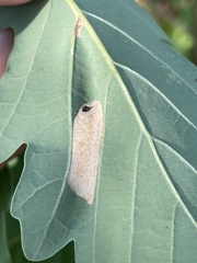 Phyllonorycter