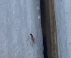 Sciaroidea