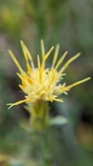 Ericameria discoidea