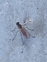 Sciaroidea