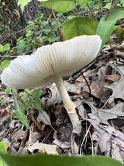 Amanita multisquamosa