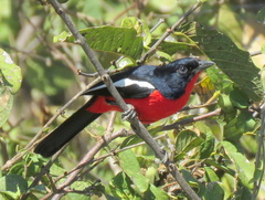 Laniarius atrococcineus