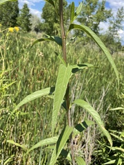 Helianthus maximiliani