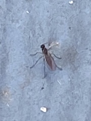 Sciaroidea