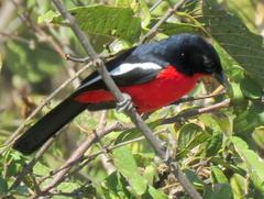 Laniarius atrococcineus