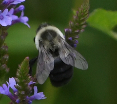 Bombus impatiens