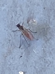 Sciaroidea