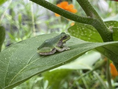 Hyla versicolor