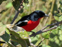 Laniarius atrococcineus