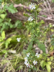 Symphyotrichum urophyllum