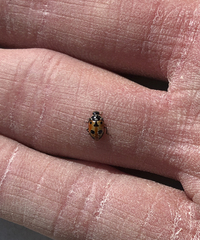 Hippodamia parenthesis