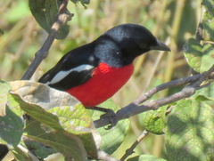 Laniarius atrococcineus