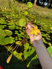 Nymphoides peltata
