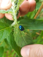 Plagiodera versicolora
