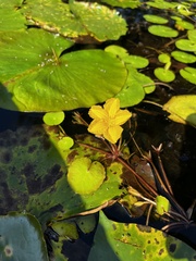 Nymphoides peltata