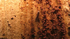 Tomocerinae