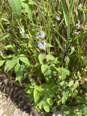 Mentha canadensis