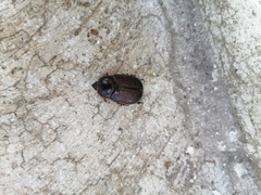 Pentodontini