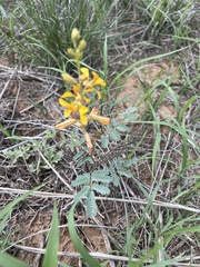 Hoffmannseggia glauca