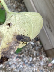 Anasa tristis